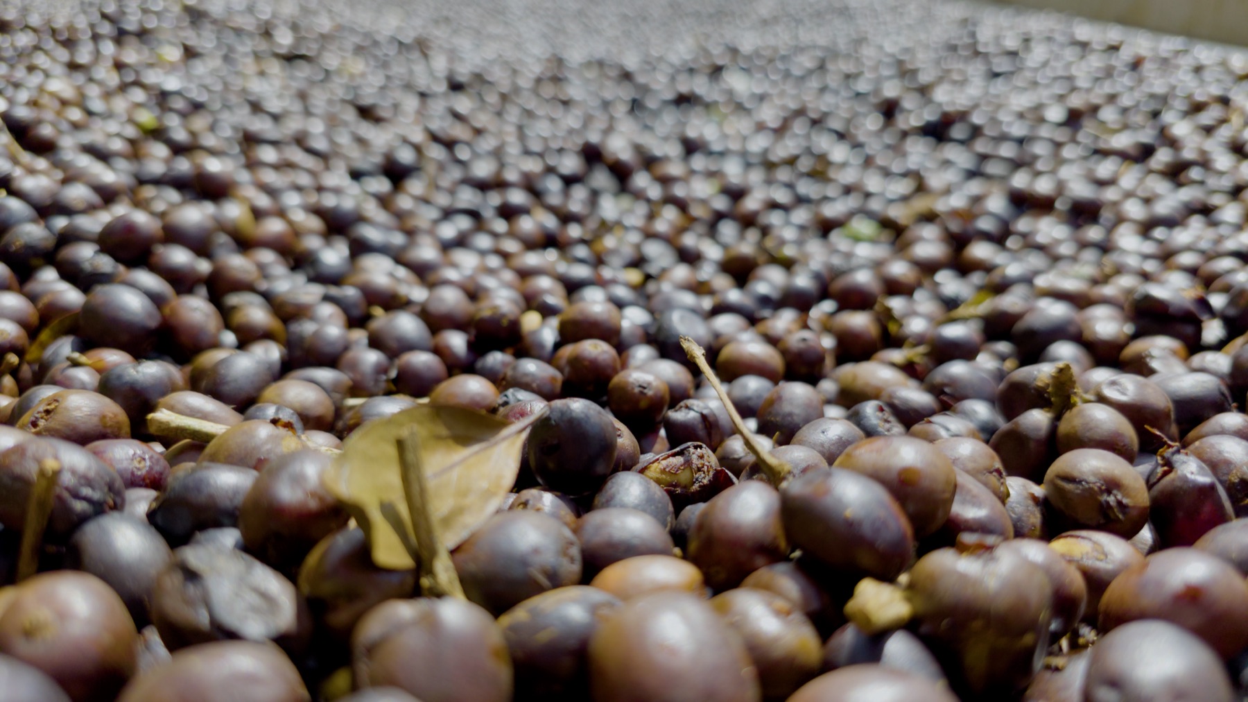 Coffee drying on the farm