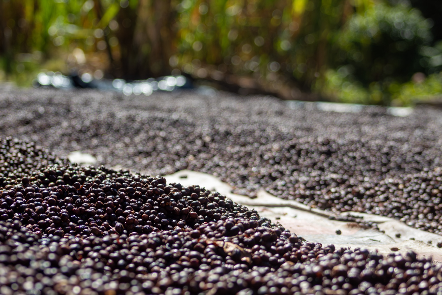 Coffee drying in the sun