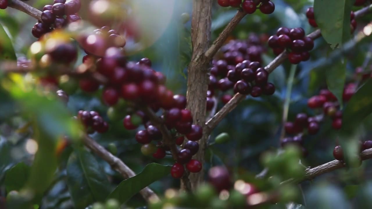 Ripe cherries on the branch