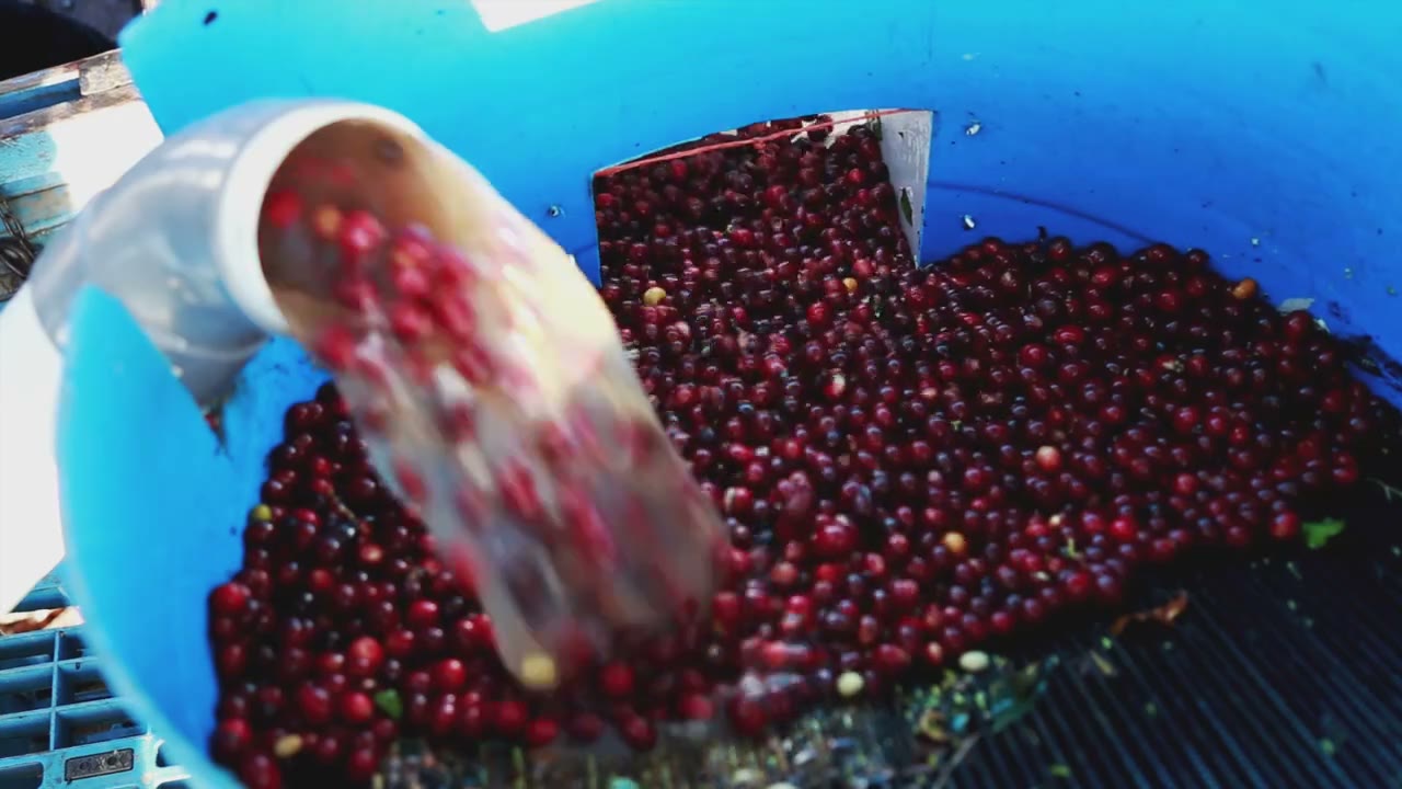 Fresh cherries at the mill