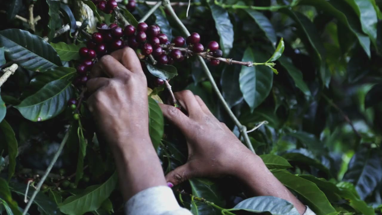 Picked by hand, once a year