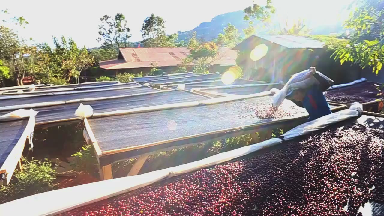 Raised drying beds