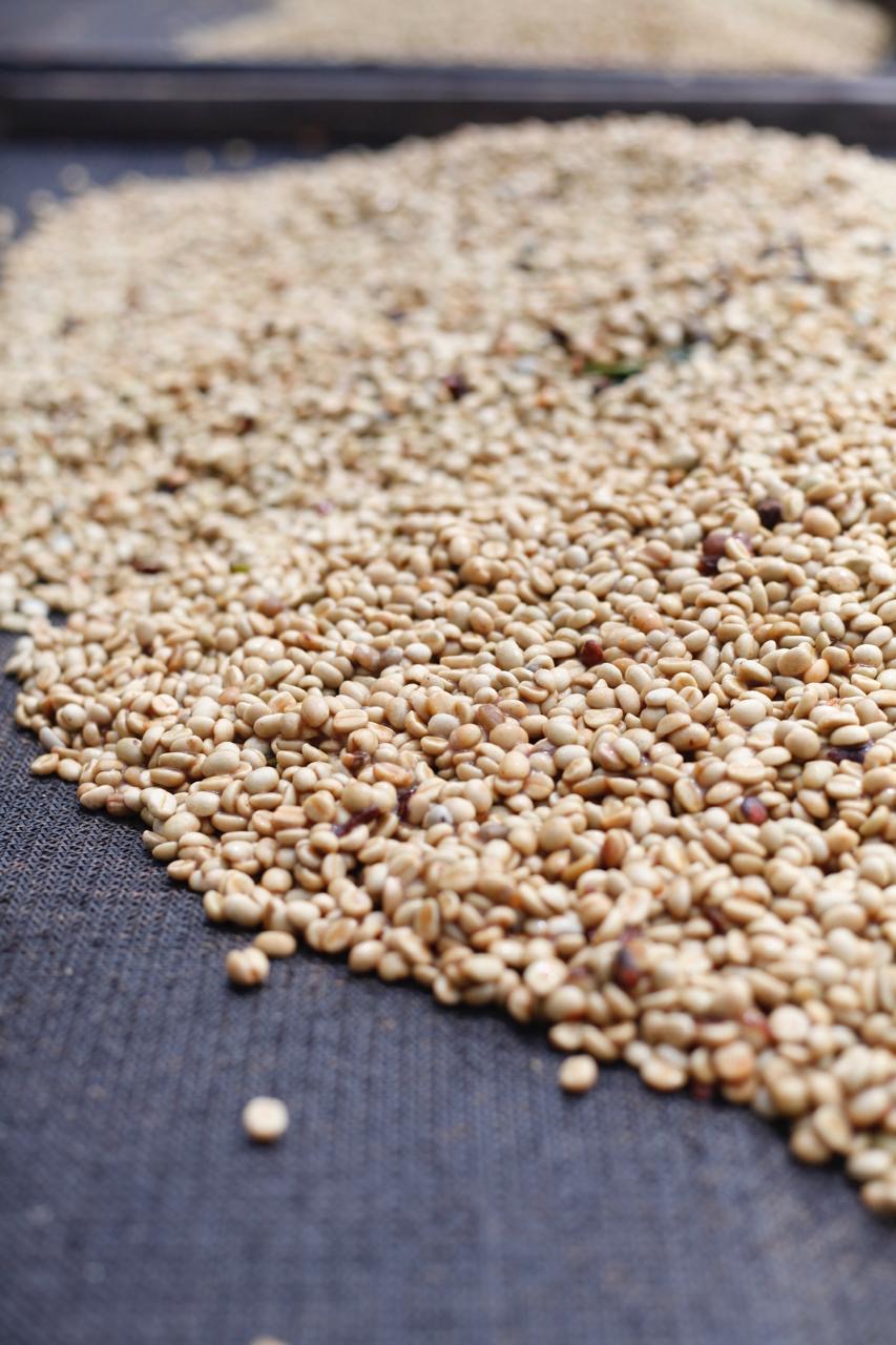 Green coffee, ready to roast