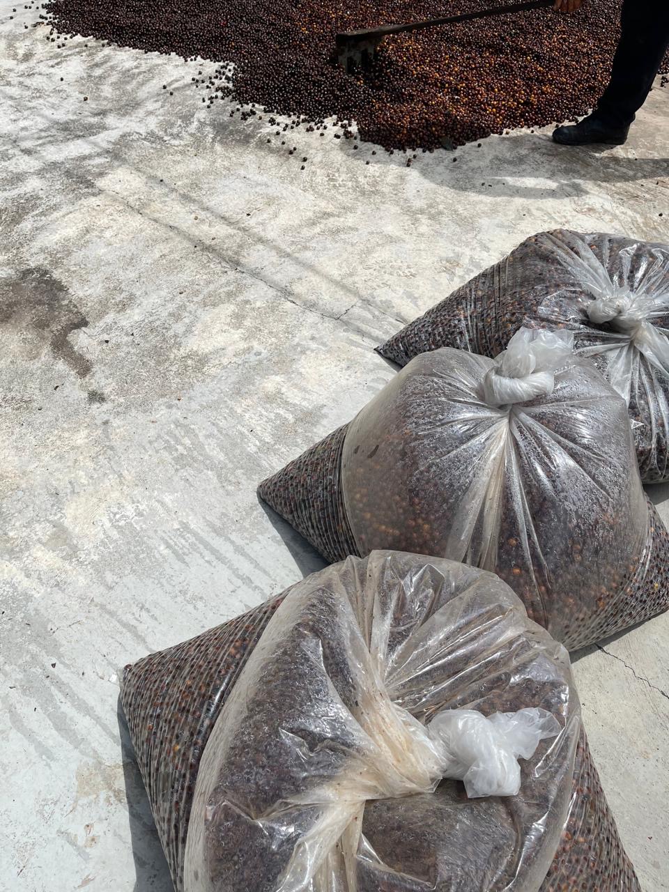 Bags of the harvest