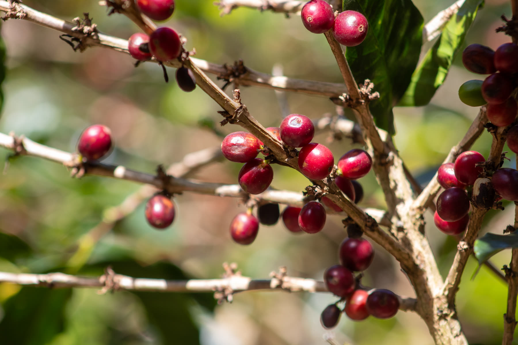 Ripe coffee cherries on our farm in Tarrazú