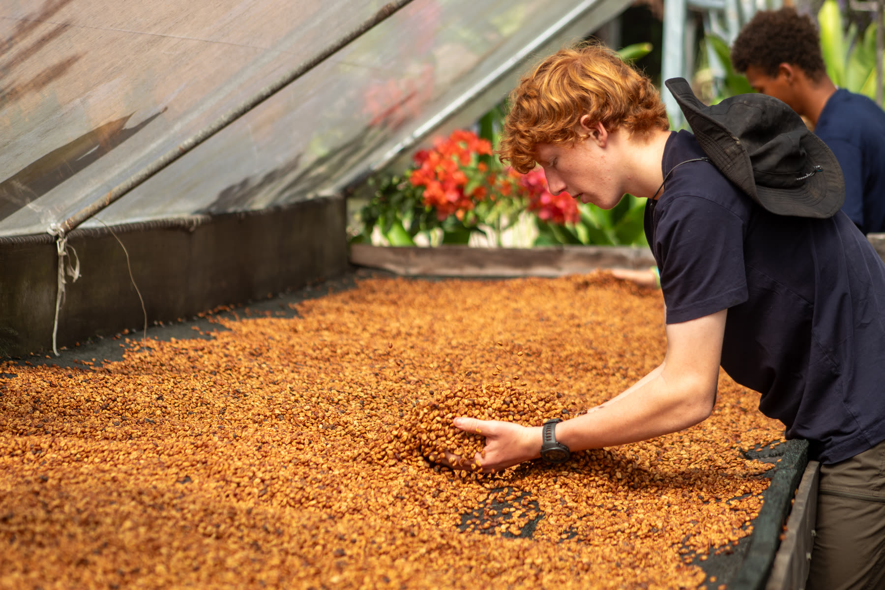Checking the beans as they dry