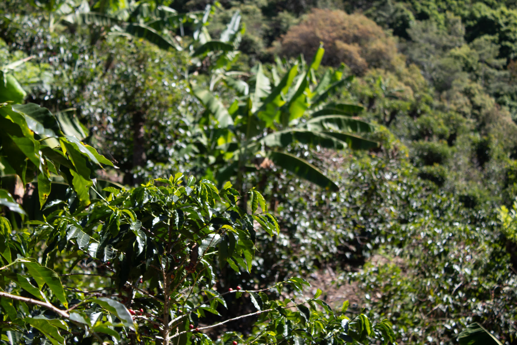 Shade-grown on the mountainside