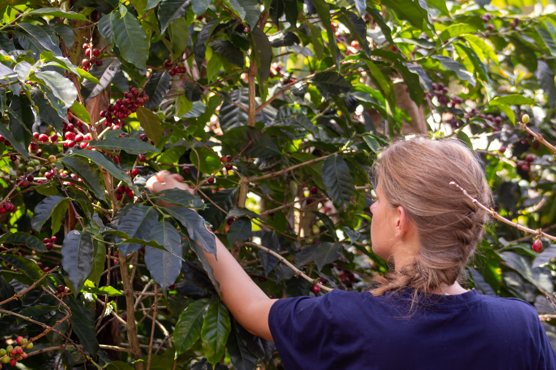 Picking ripe cherries by hand