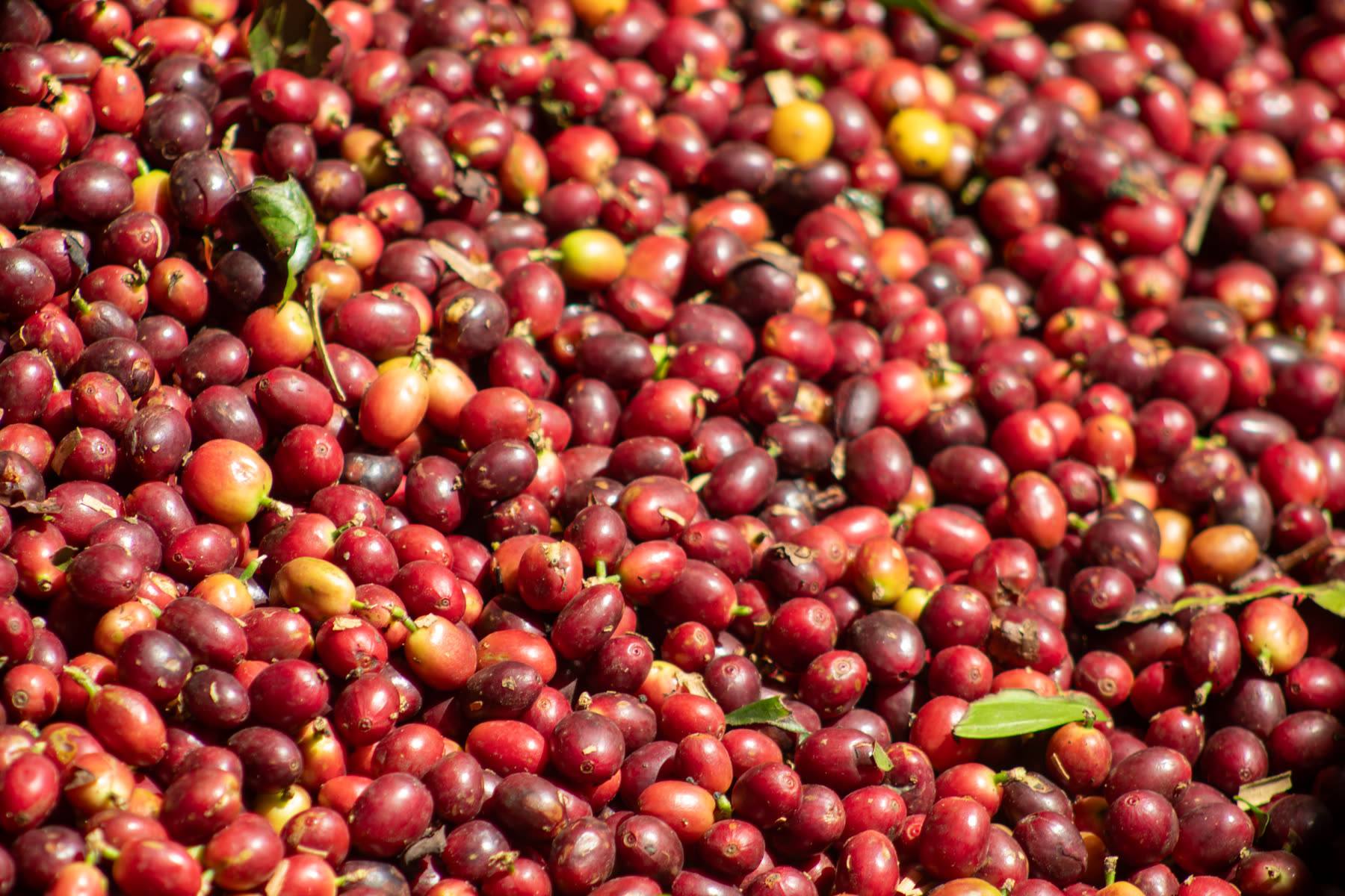 The day’s harvest