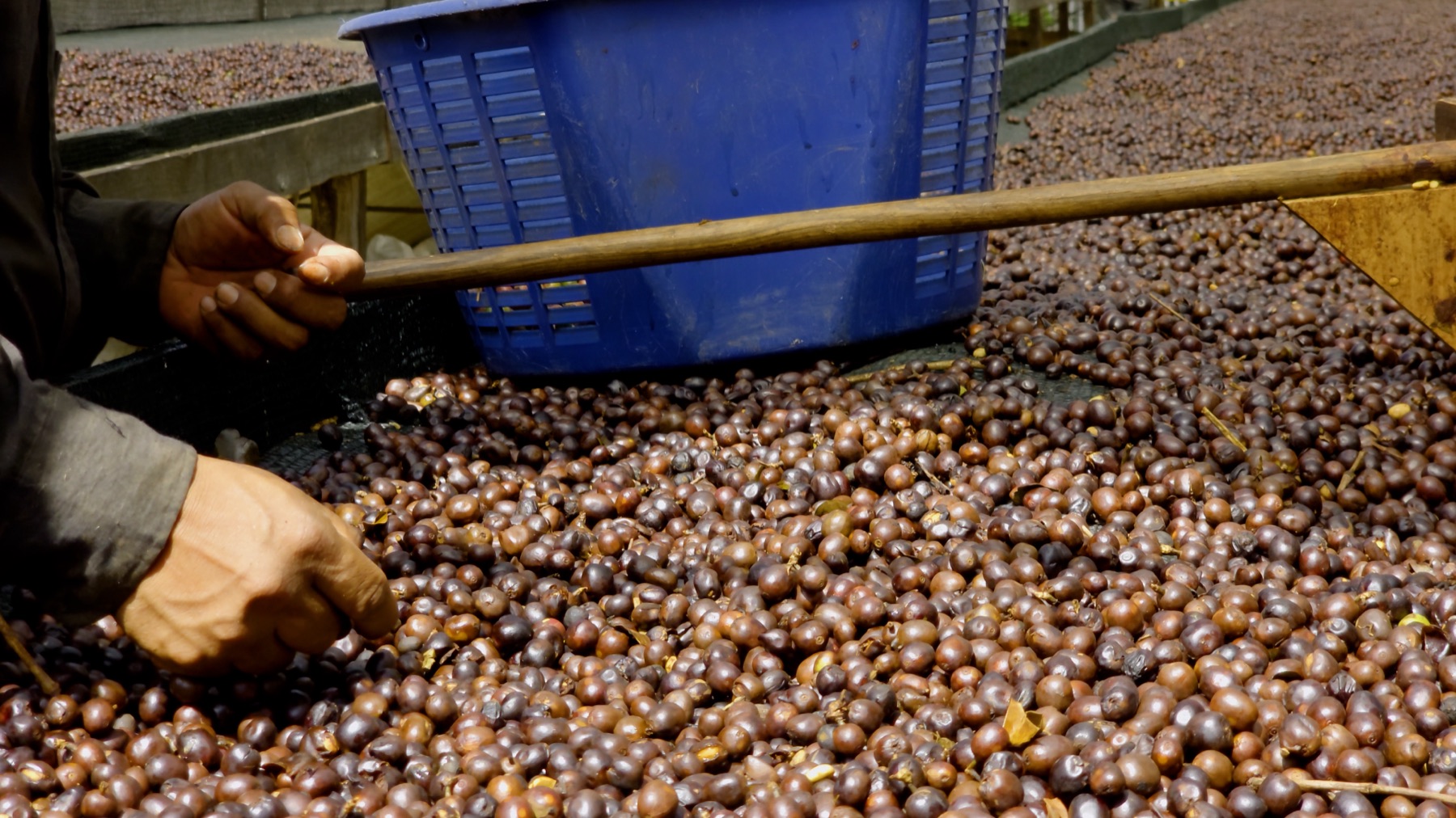 Grown in Tarrazú